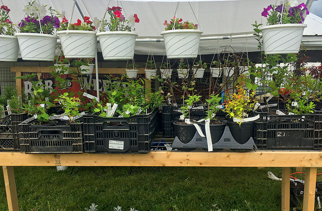 nursery plants stock - hanging baskets