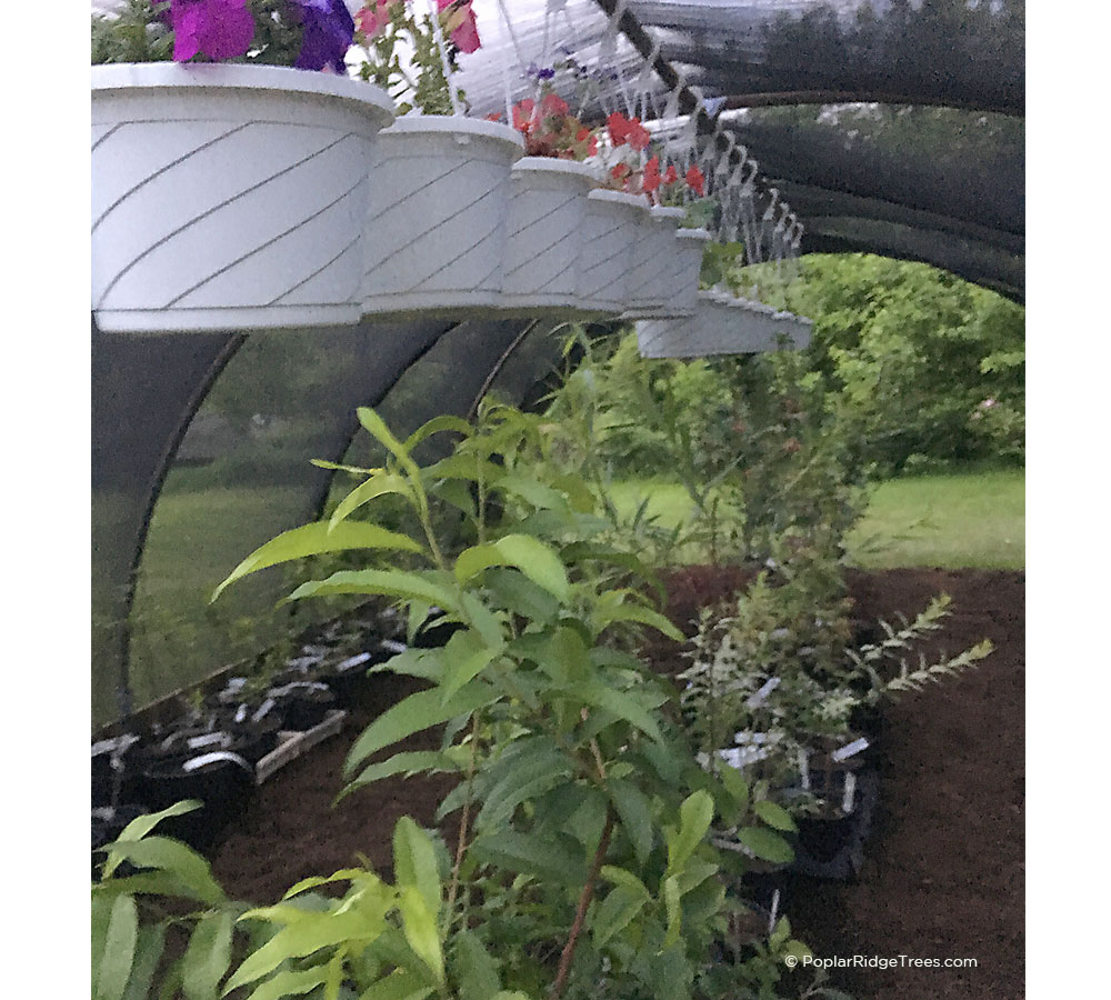hanging baskets of plants in greenhouse