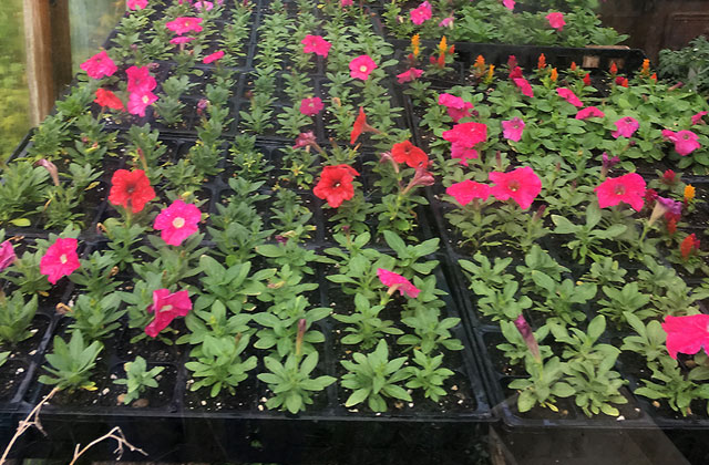 Petunias growing in greenhouse