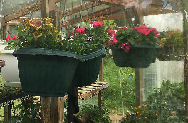 hanging baskets flowers in greenhouse
