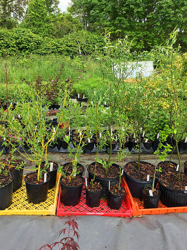 trees and shrubs at nursery